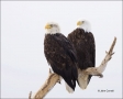 Alaska;Kenai-Peninsula;Bald-Eagle;Eagle;Haliaeetus-leucocephalus;one-animal;clos
